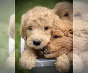 Goldendoodle Puppy for sale in CROTON, MI, USA