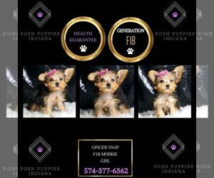 Morkie Puppy for sale in WARSAW, IN, USA