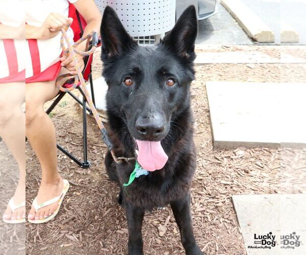 Medium Photo #3 German Shepherd Dog-Unknown Mix Puppy For Sale in Washington, DC, USA