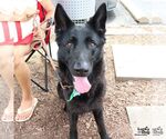 Small #2 German Shepherd Dog Mix