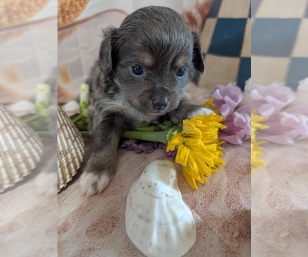 Medium Photo #2 Chihuahua Puppy For Sale in LEBANON, PA, USA