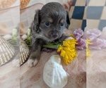 Small #1 Chihuahua