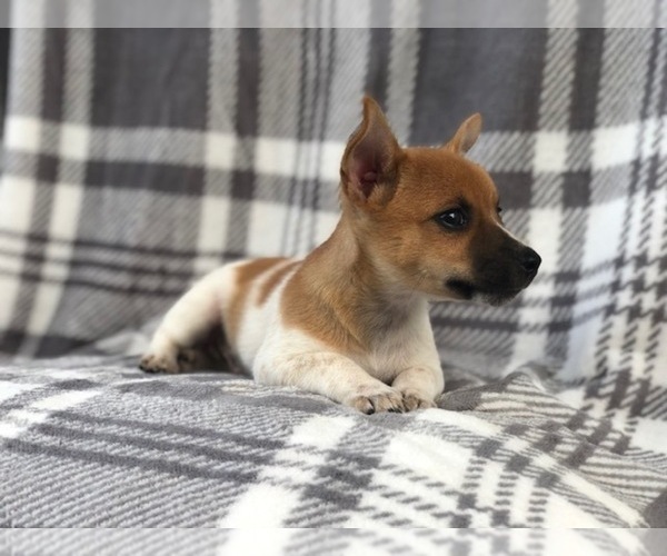 Medium Photo #13 Jack Russell Terrier Puppy For Sale in LAKELAND, FL, USA
