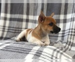 Small #12 Jack Russell Terrier
