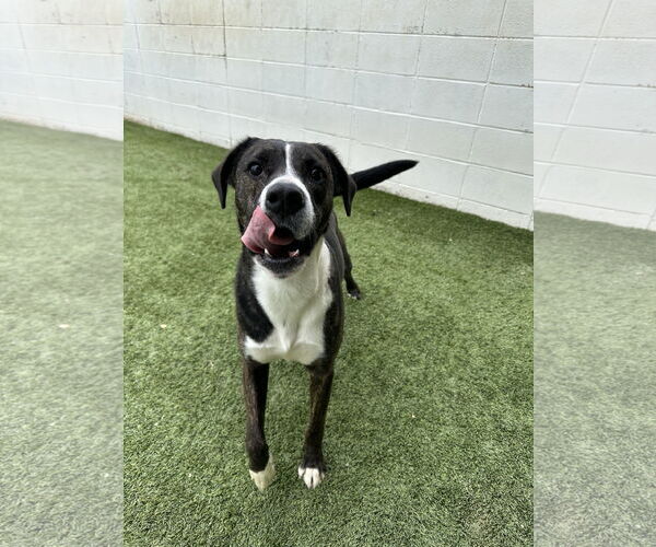 Medium Photo #3 Mountain Cur-Unknown Mix Puppy For Sale in Rockaway, NJ, USA