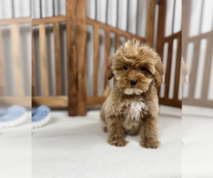 Cavapoo-Poodle (Toy) Mix Puppy for sale in LOS ANGELES, CA, USA