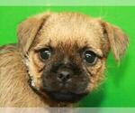 Small Photo #4 Pugshire Puppy For Sale in SHAWNEE, OK, USA