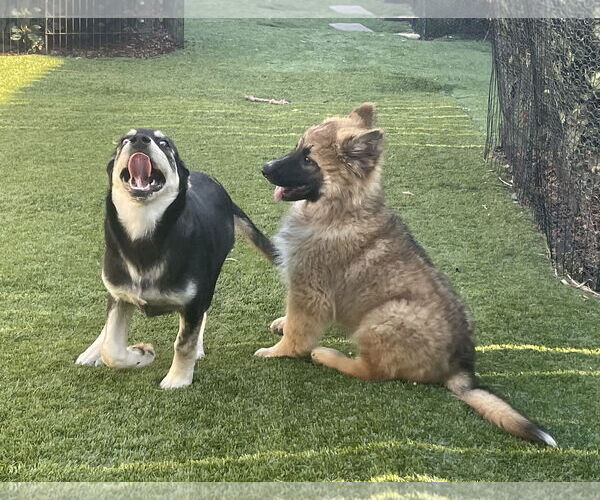 Medium Photo #2 German Shepherd Dog-Unknown Mix Puppy For Sale in San Diego, CA, USA