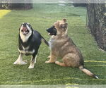 Small #1 German Shepherd Dog Mix