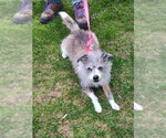 Small Jack Russell Terrier Mix
