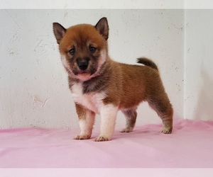 Shiba Inu Puppy for sale in CLARK, MO, USA