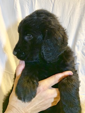 Medium Photo #2 Goldendoodle Puppy For Sale in MORGANTOWN, IN, USA