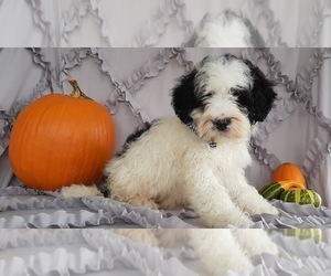 Bernedoodle Puppy for sale in LANCASTER, PA, USA