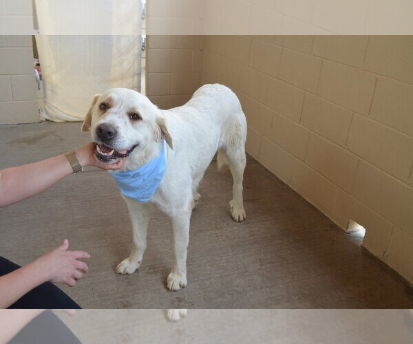 Medium Photo #3 Great Pyrenees-Unknown Mix Puppy For Sale in McKinney, TX, USA
