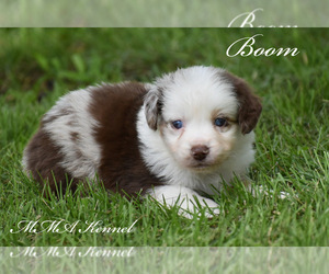 Australian Shepherd Puppy for sale in EASTON, MO, USA