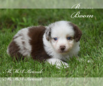 Small Photo #1 Australian Shepherd Puppy For Sale in EASTON, MO, USA