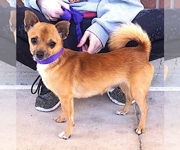 Medium Photo #2 Chihuahua Puppy For Sale in Carrollton, TX, USA