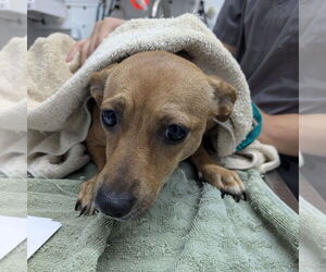 Dachshund Dogs for adoption in Chico, CA, USA