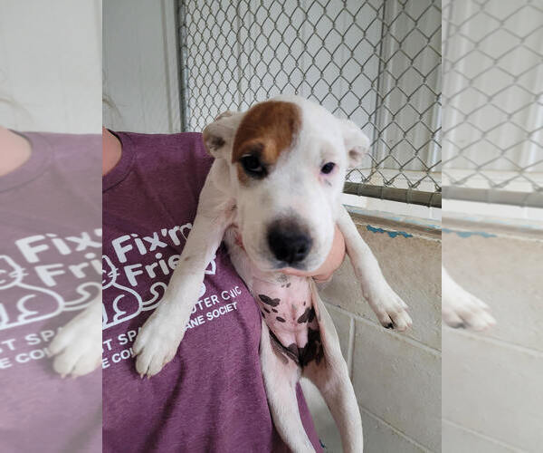 Medium Photo #1 American Pit Bull Terrier-Unknown Mix Puppy For Sale in Linton, IN, USA