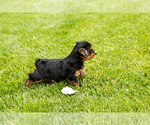 Small #3 Yorkshire Terrier