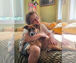 Small #5 Basenji Mix