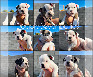 Olde English Bulldogge Puppy for sale in BAKERSFIELD, CA, USA