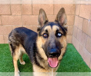 German Shepherd Dog-Unknown Mix Dogs for adoption in Moreno Valley, CA, USA