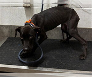 Labrador Retriever Dogs for adoption in Forestville, MD, USA