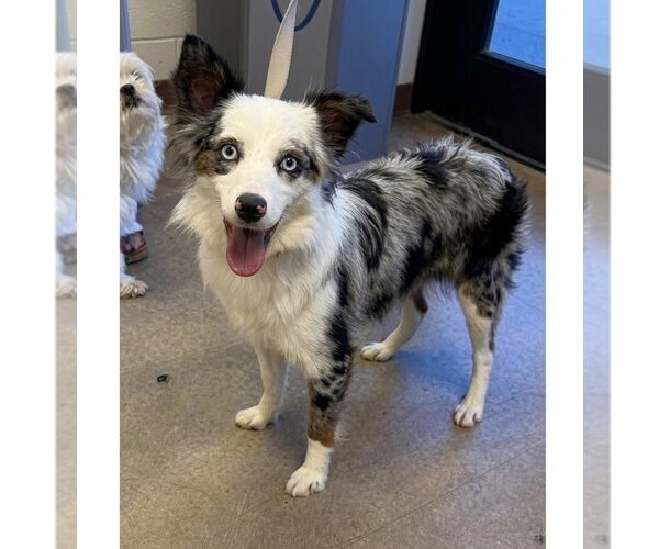 Medium Photo #1 Australian Shepherd-Unknown Mix Puppy For Sale in Canton, CT, USA