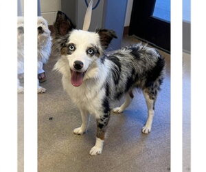 Australian Shepherd-Unknown Mix Dogs for adoption in Canton, CT, USA