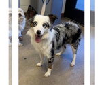 Small Australian Shepherd Mix