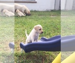 Small Photo #6 Labrador Retriever Puppy For Sale in ST PETERSBURG, FL, USA
