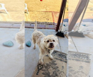 Sparky - Male Shih-Poo Dog for Adoption - Photo #4