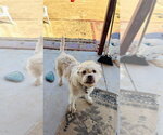 Small Photo #4 Shih-Poo Puppy For Sale in Dana Point, CA, USA