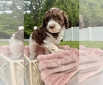 Small #4 Poodle (Standard)
