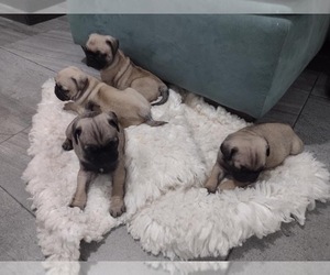Pug Puppy for sale in SAN DIEGO, CA, USA