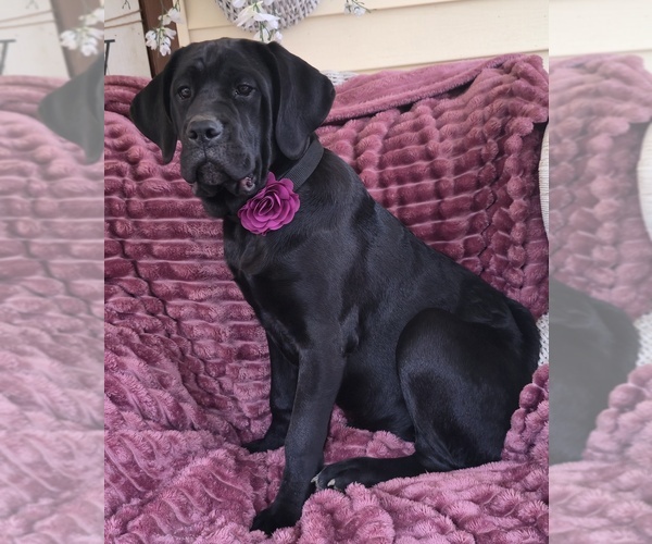 Medium Photo #10 Cane Corso Puppy For Sale in MINERAL WELLS, WV, USA