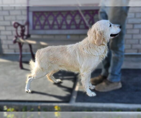 Medium Photo #2 Golden Retriever Puppy For Sale in Grovertown, IN, USA