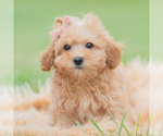 Small Photo #9 Maltipoo (Miniature) Puppy For Sale in WARSAW, IN, USA