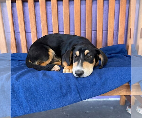 Medium Photo #1 Basset Hound-Unknown Mix Puppy For Sale in Genesee, WI, USA