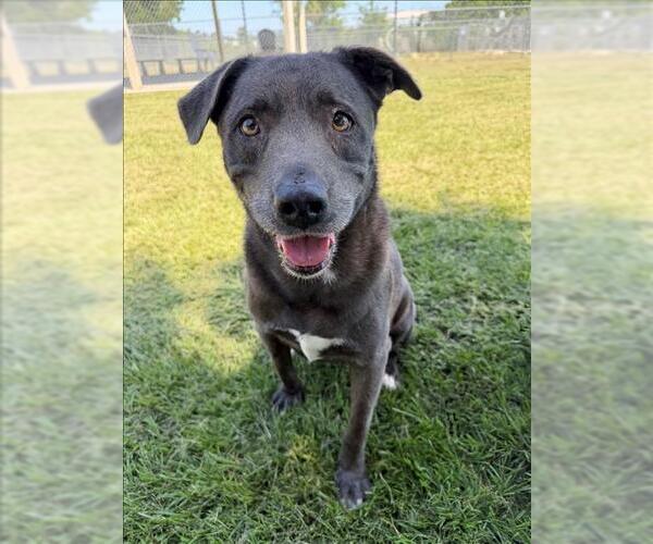 Medium Photo #2 Mutt Puppy For Sale in Conroe, TX, USA