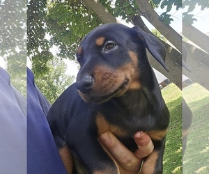 Doberman Pinscher Puppy for sale in SHELBYVILLE, IN, USA