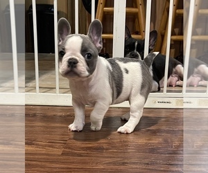 French Bulldog Puppy for sale in SCHULENBURG, TX, USA