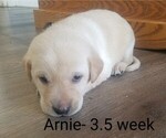 Puppy 5 Labrador Retriever