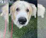 Small #8 Great Pyrenees Mix