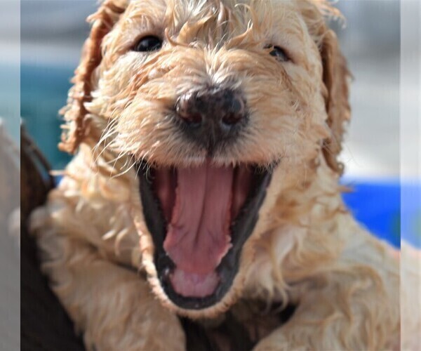 Medium Photo #1 Poodle (Standard) Puppy For Sale in MALABAR, FL, USA