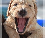 Small Photo #1 Poodle (Standard) Puppy For Sale in MALABAR, FL, USA