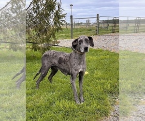 Mother of the Great Dane puppies born on 03/26/2025