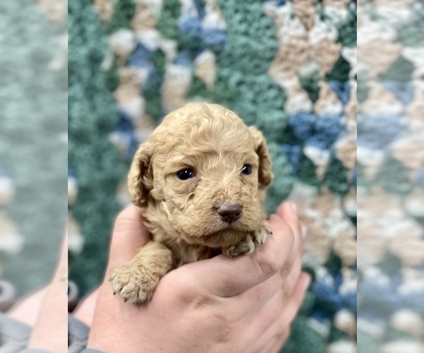 Medium Photo #5 Australian Labradoodle Puppy For Sale in MACON, IL, USA