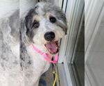 Small #1 Bernedoodle